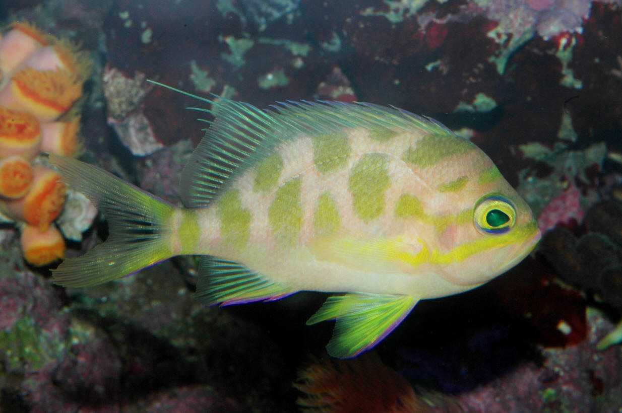 Odontanthias borbonius